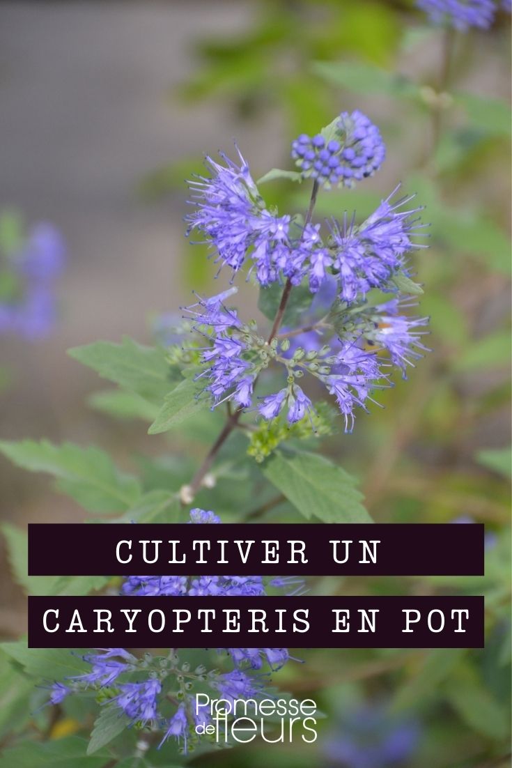 Einen Caryopteris im Topf kultivieren