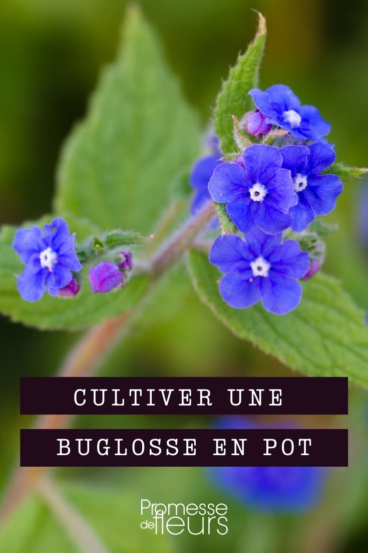 Buglosse, Anchusa: Kultur im Topf