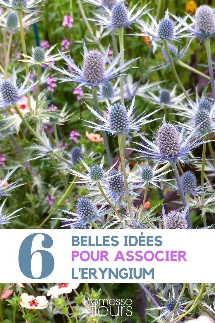 Ideen für Pflanzkombinationen: Eryngium