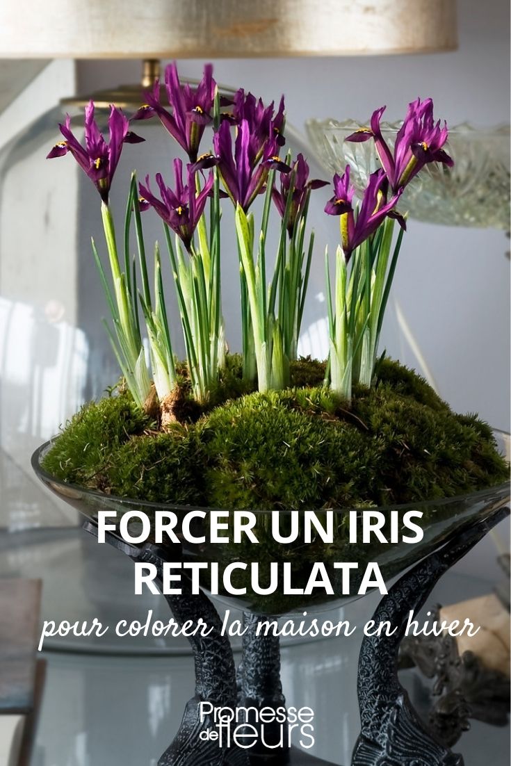 Iris reticulata stärken