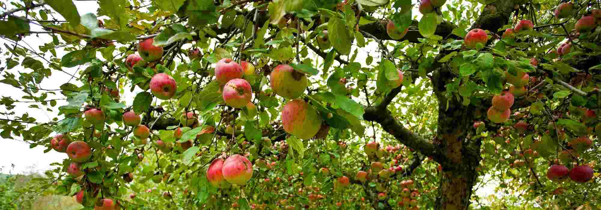 Obstbäume: wurzelnackt, mit Wurzelballen oder im Topf?