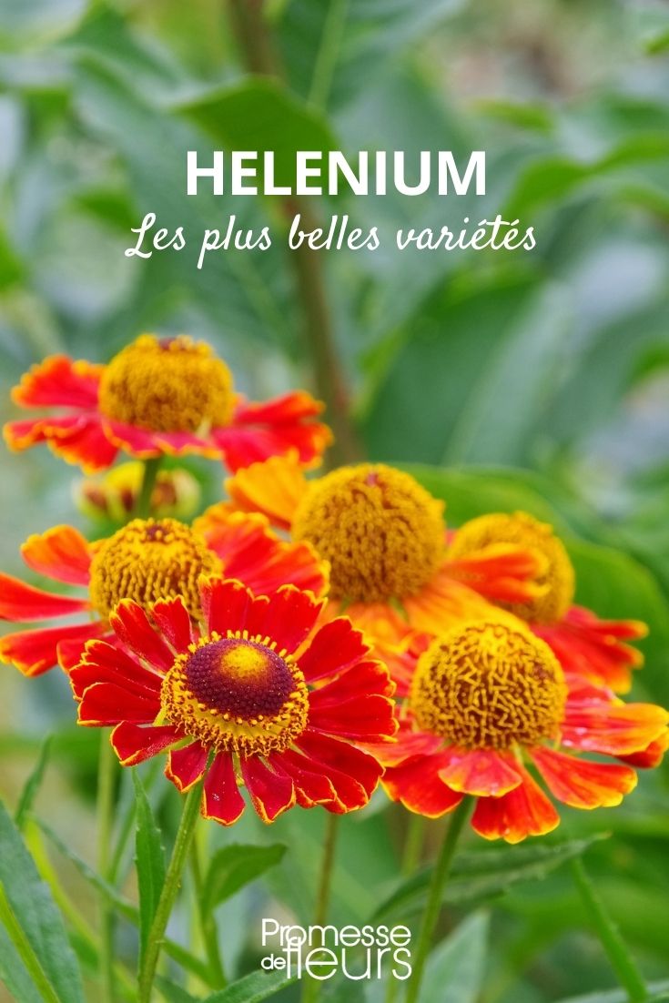 Helenium - die schönsten Sorten