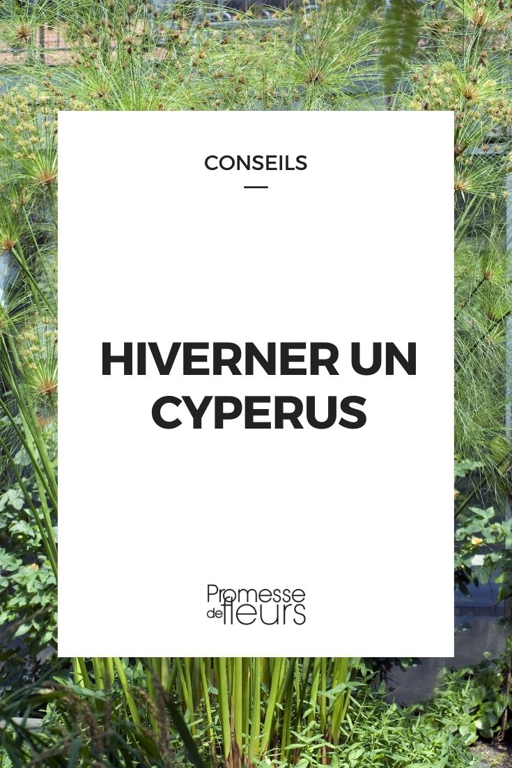 Überwinterung von Cyperus