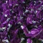 Iris reticulata vortreiben