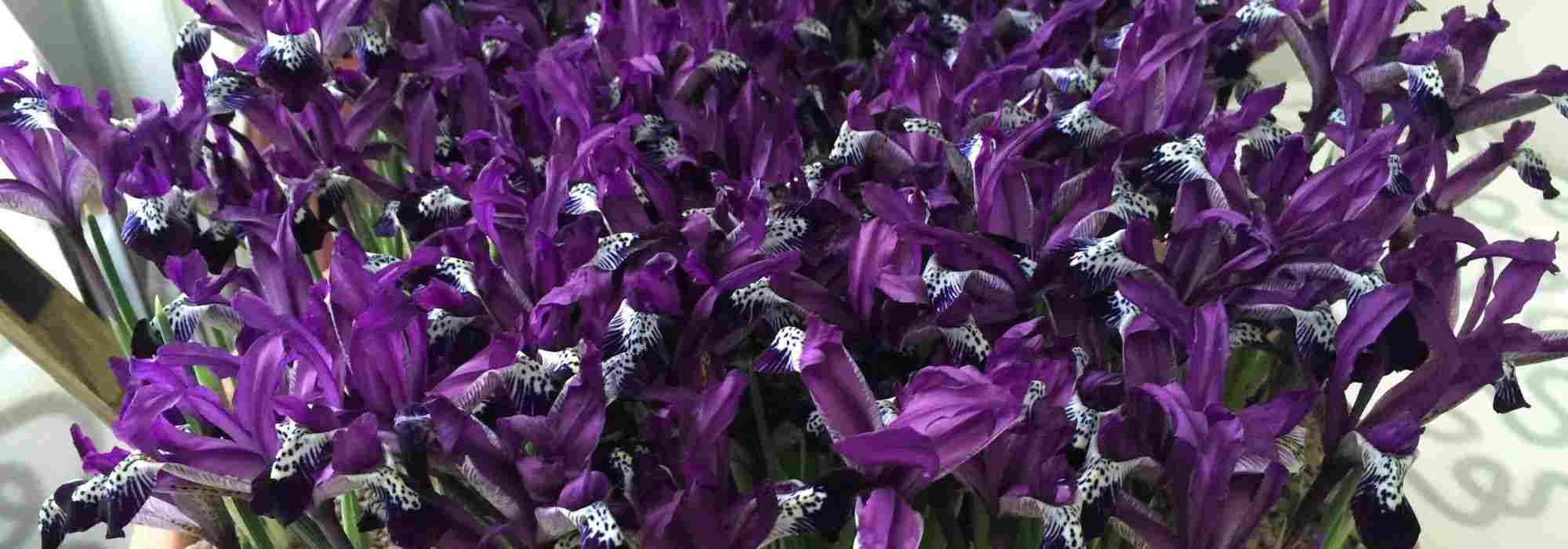 Iris reticulata vortreiben