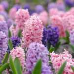 Hyazinthen kombinieren