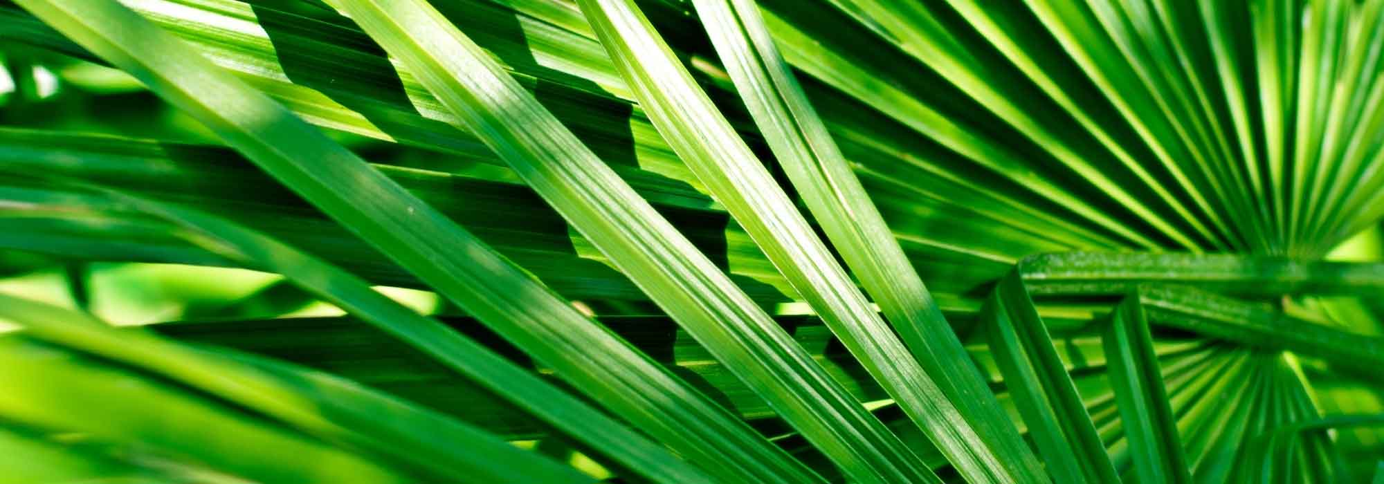 Palme im Topf kultivieren