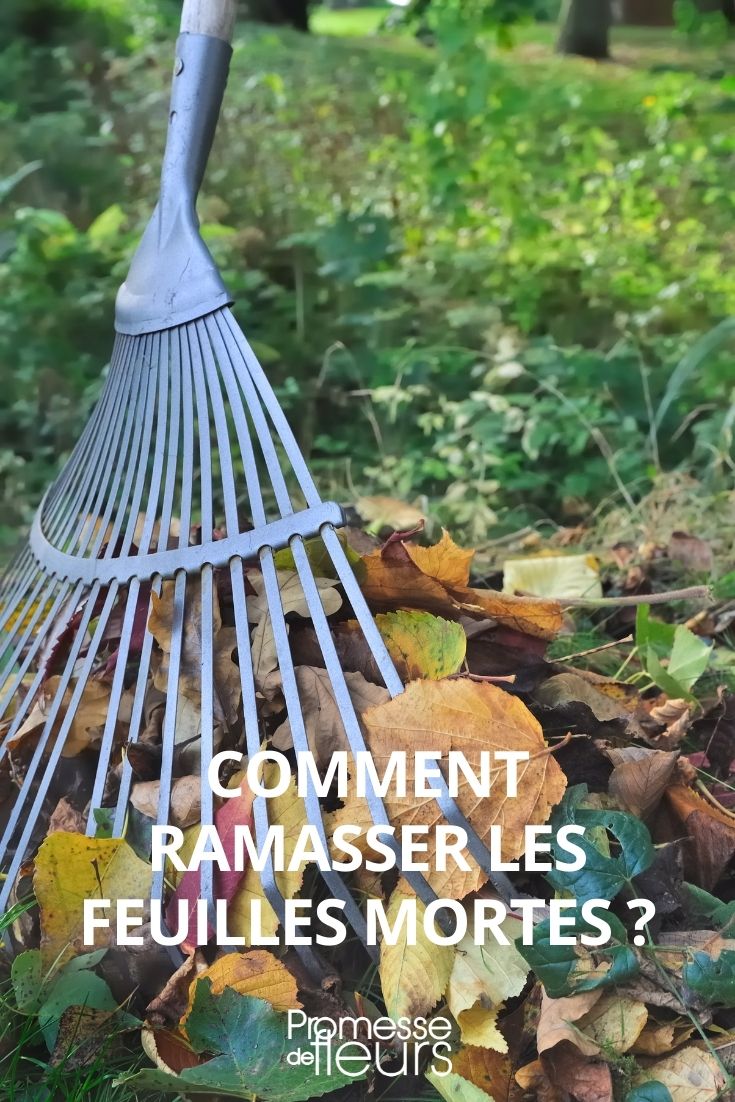 Blätter sammeln
