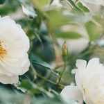 7 Englische Rosen von David Austin mit weißen Blüten