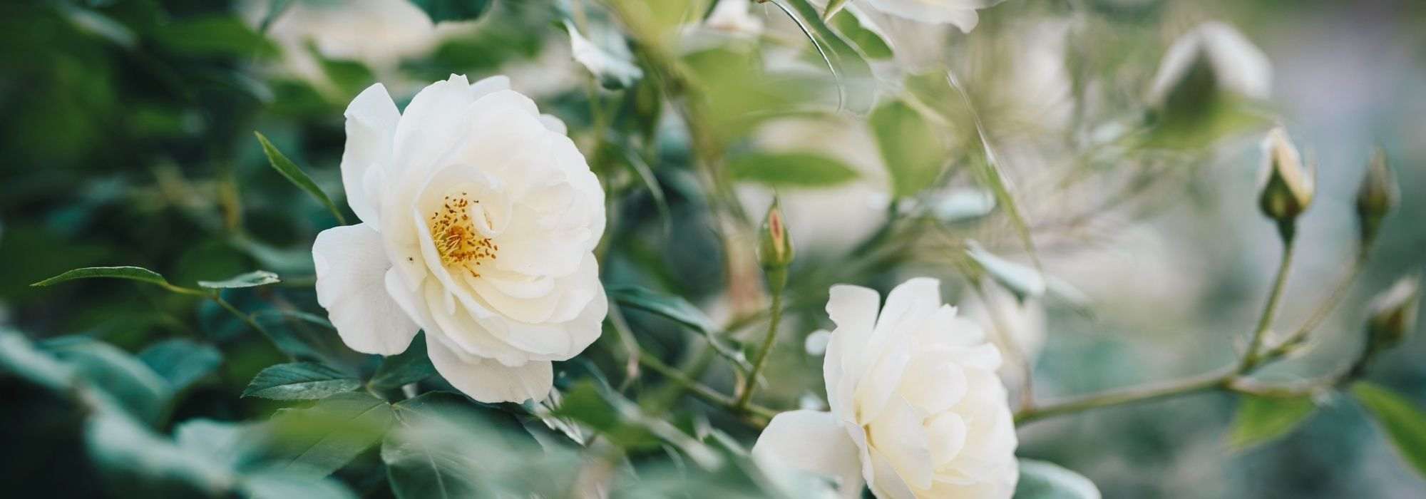 7 Englische Rosen von David Austin mit weißen Blüten