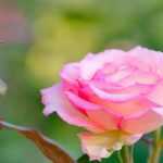 Warum werden Rosen gepfropft?