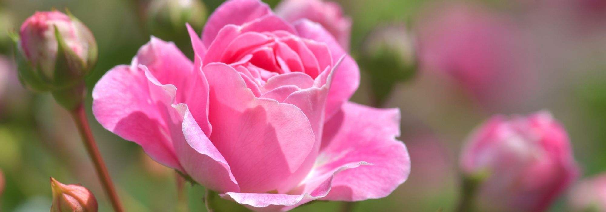 12 fast dornenlose Rosen
