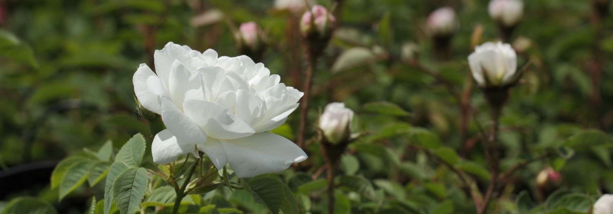 8 Kletterrosen mit weißen Blüten
