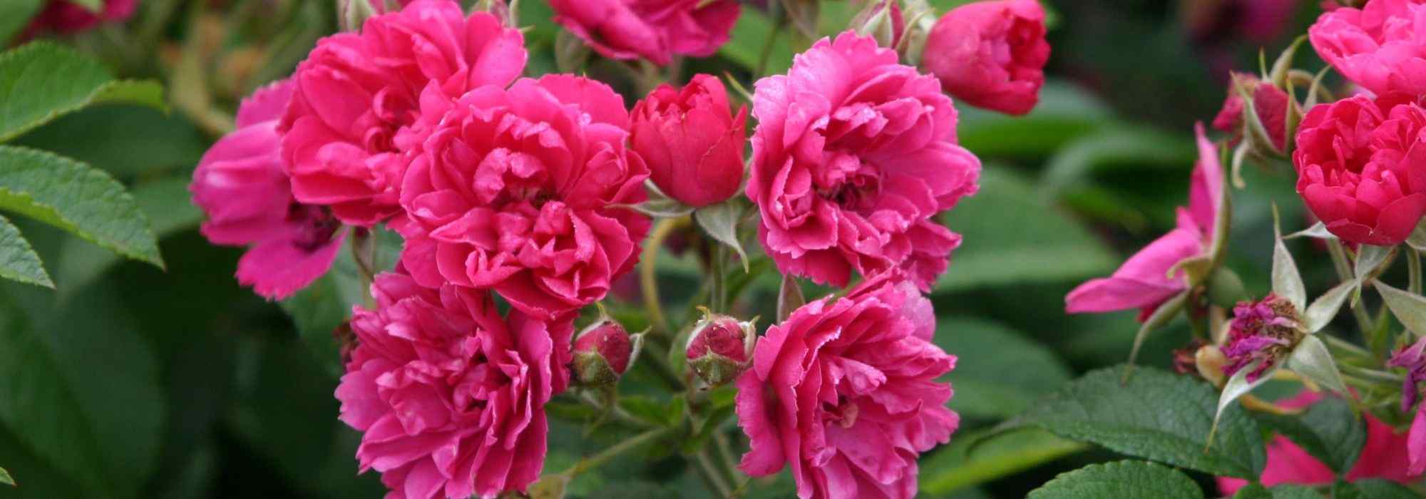 9 Historische Rosen mit rosa Blüten