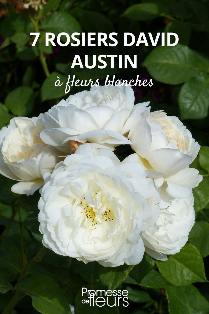 Rosen von Austin mit weißen Blüten