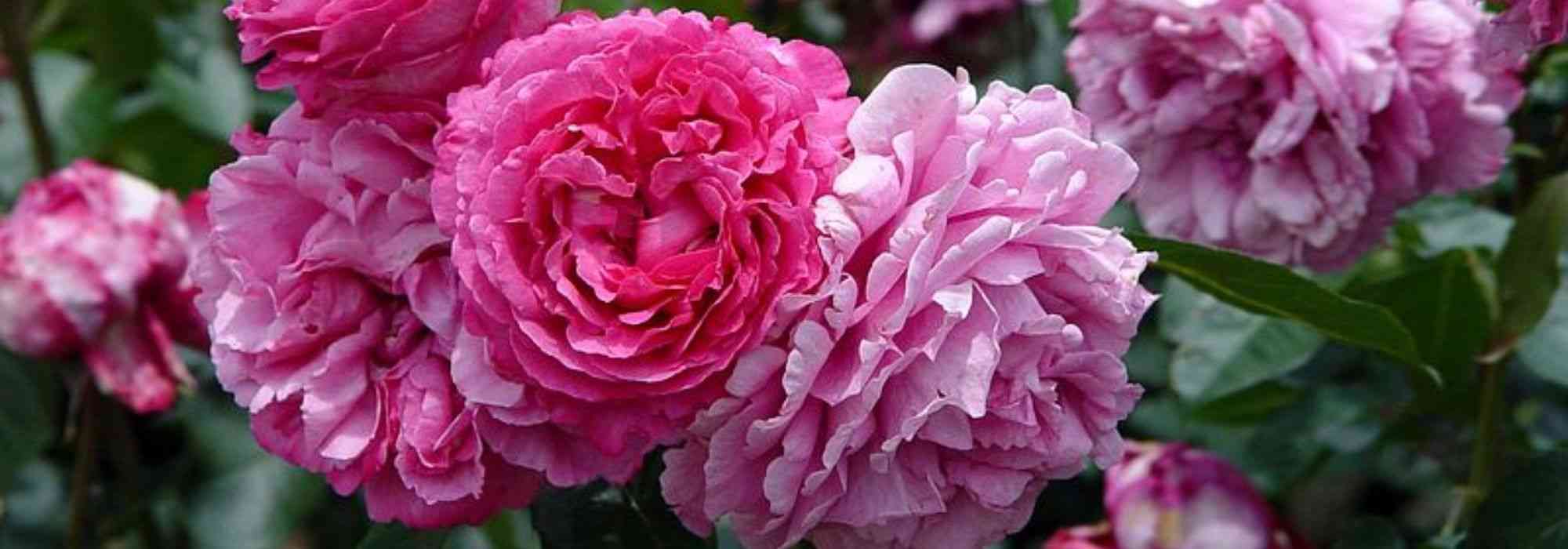 9 großblütige Buschrosen in Rosa