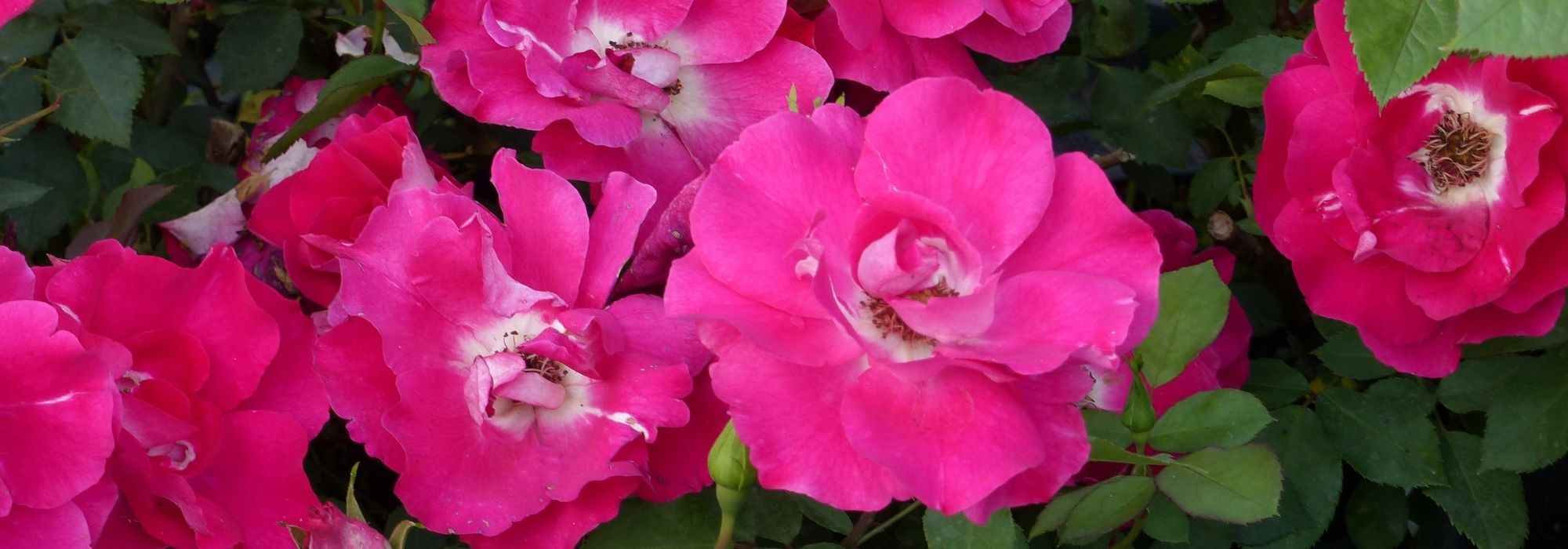 8 Zwergrosen mit rosa Blüten
