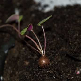 Wie säet man Cyclamen?