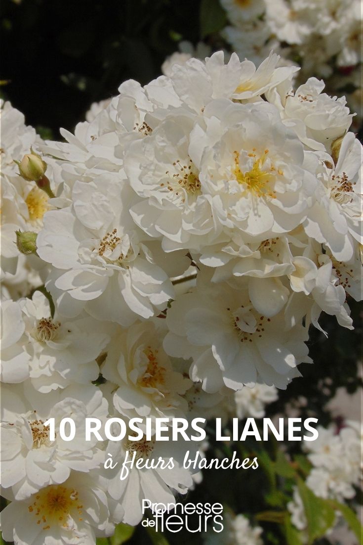 10 Kletterrosen mit weißen Blüten