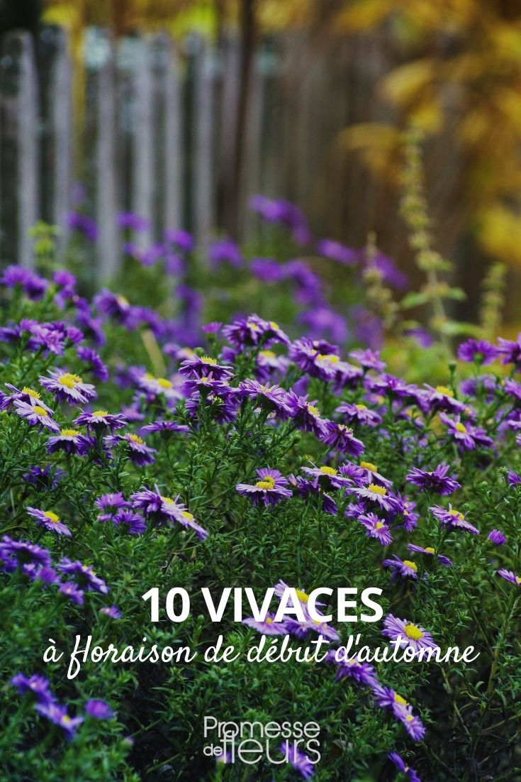 10 Stauden mit Herbstblüte