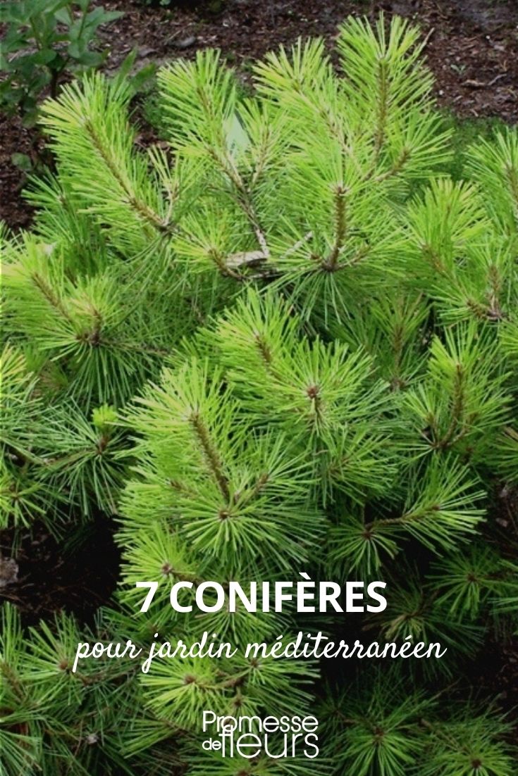 7 Koniferen für den mediterranen Garten