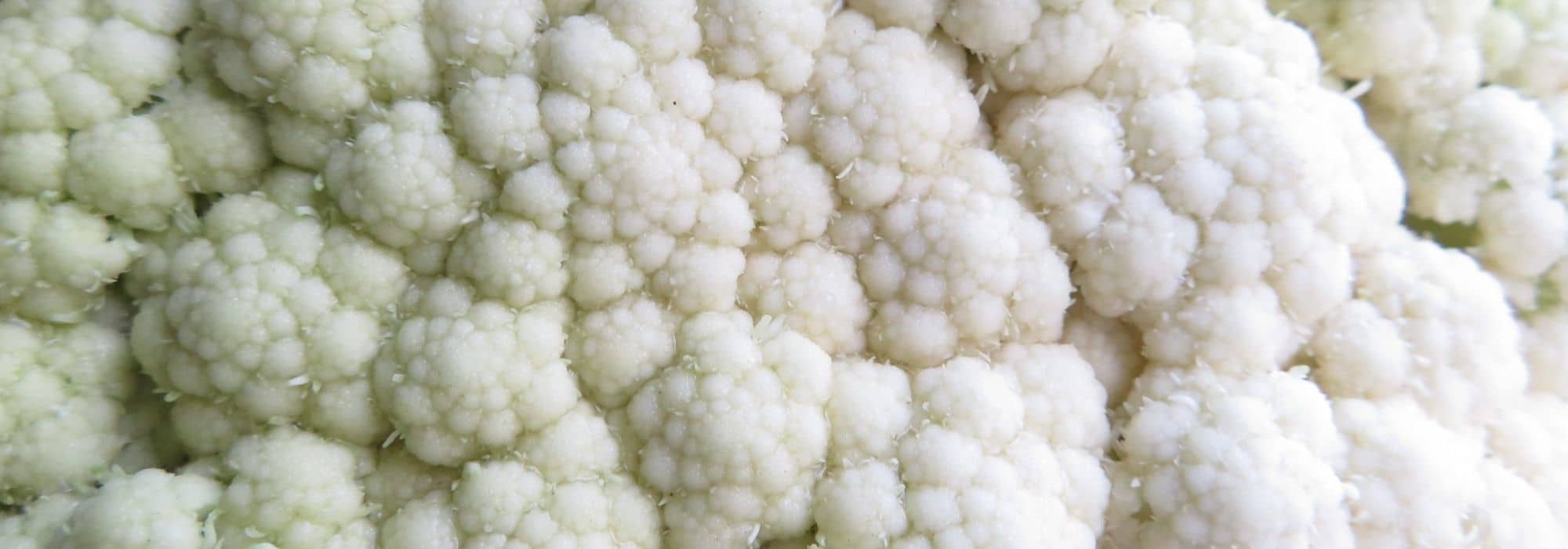 6 Rotkohl-Sorten entdecken