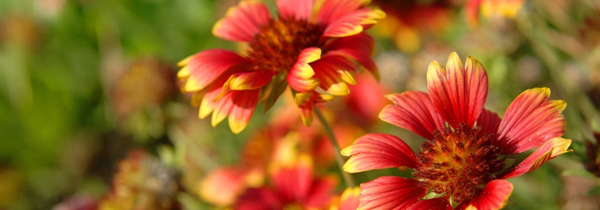 Kokardenblume im Topf kultivieren