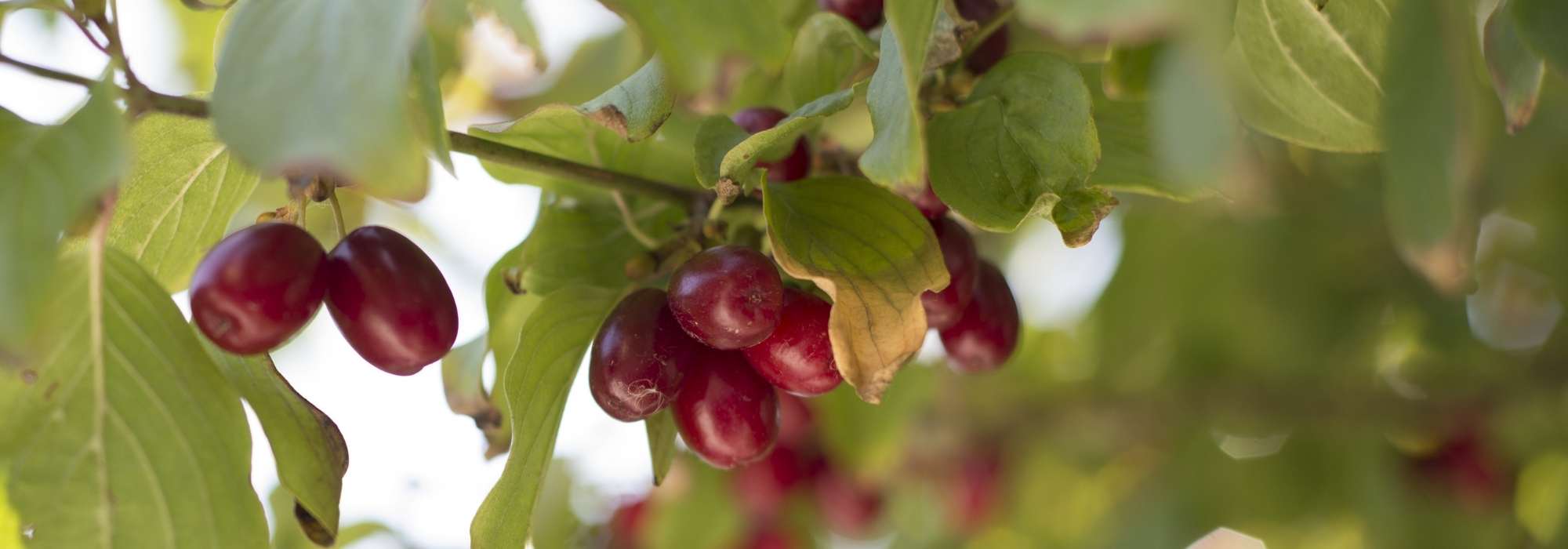 Kornelkirsche für ihre Früchte anbauen