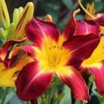 7 rote Taglilien