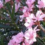 Welchen Oleander pflanzen? Tipps für jede Region
