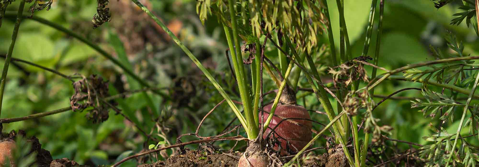 Krankheiten und Parasiten der Möhre