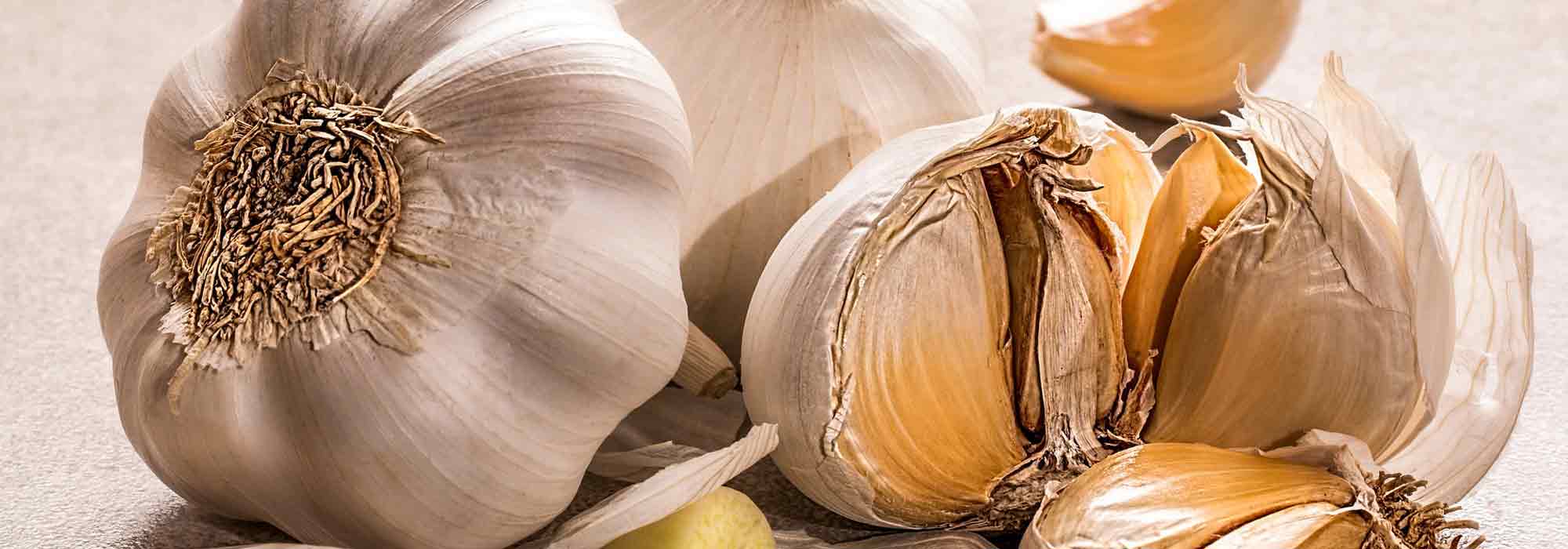 Knoblauchjauche oder Knoblauchbrühe: Rezept und Anwendung im Garten