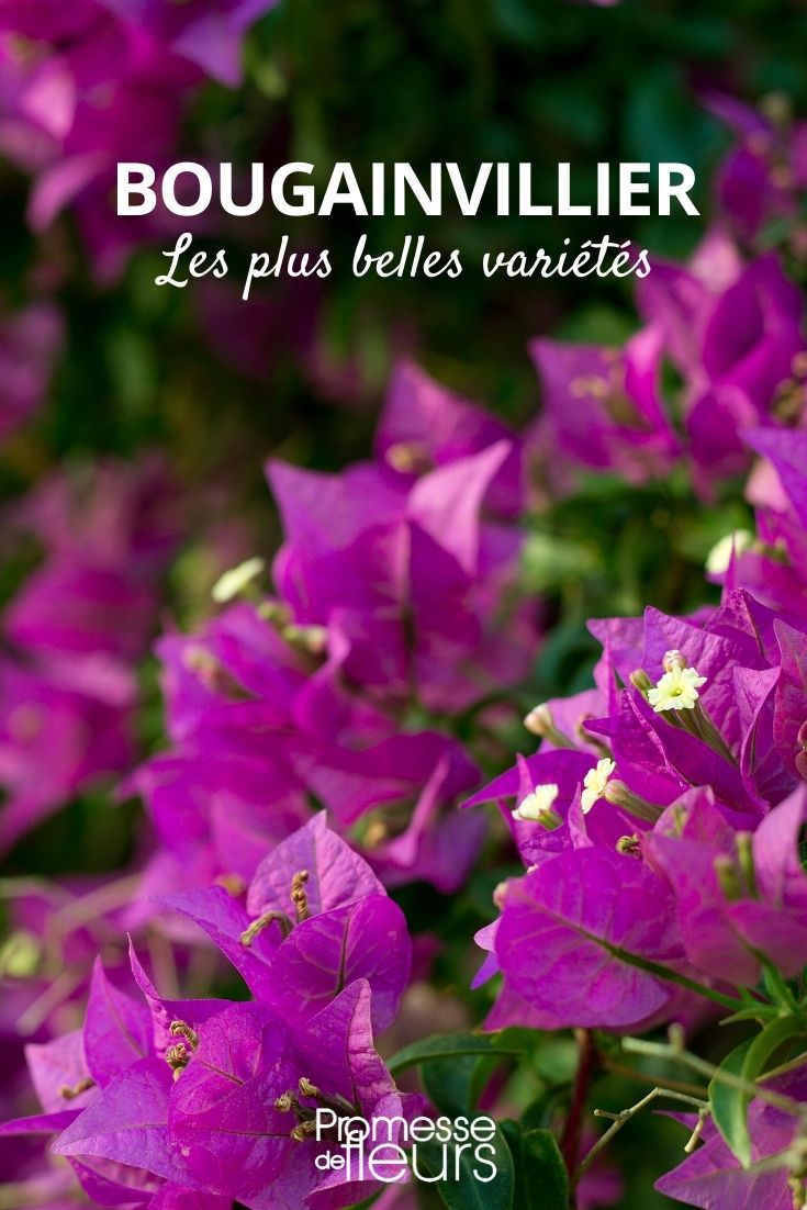 Bougainvillea: Die schönsten Sorten