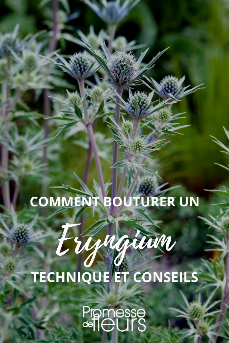 Stecklinge von Eryngium: Eine Schritt-für-Schritt-Anleitung