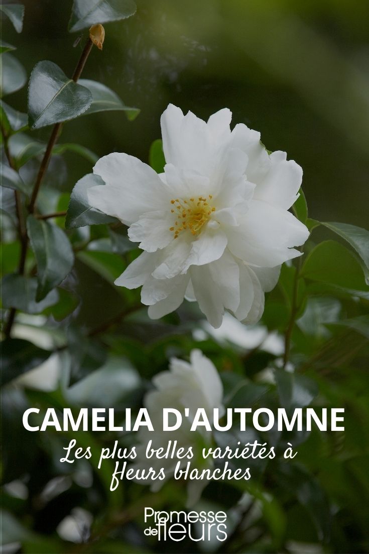 Camellia sasanqua weiß