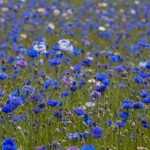 Wie trocknet man Kornblumen?