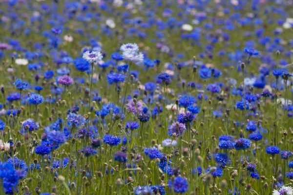 Wie trocknet man Kornblumen?