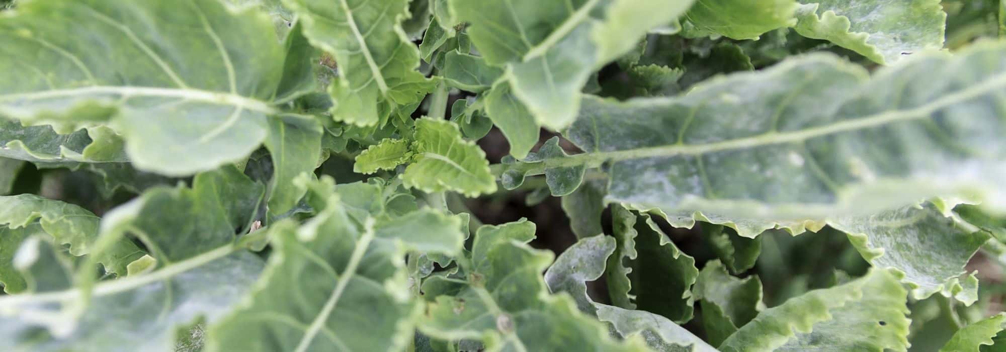 Daubentons Ewigen Kohl anbauen