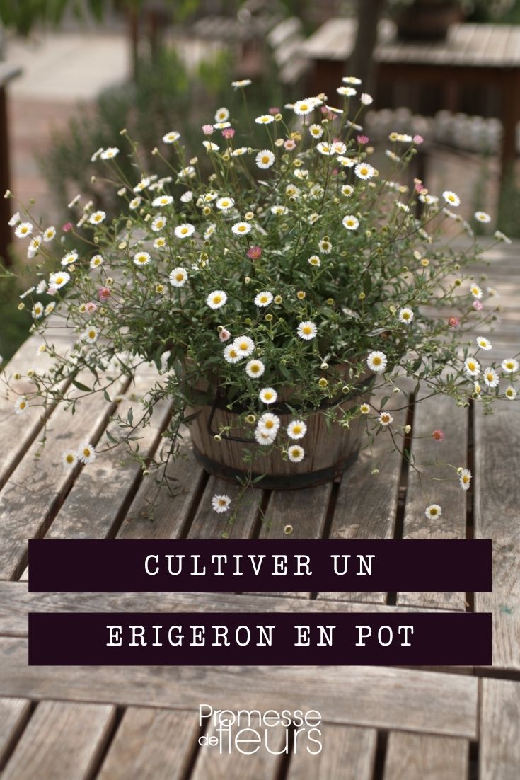 Erigeron im Topf kultivieren