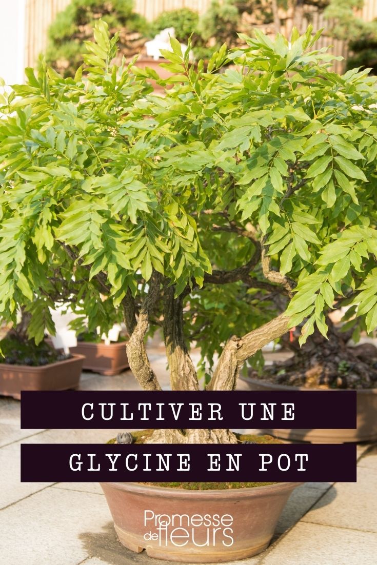 Glyzinie im Topf kultivieren