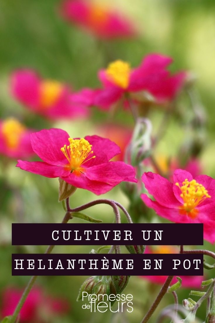 Helianthemum im Topf kultivieren