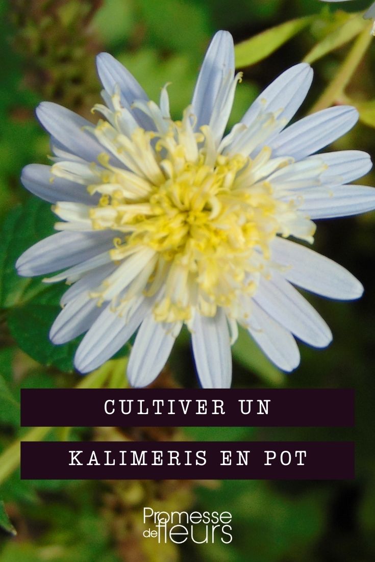 Kalimeris im Topf kultivieren