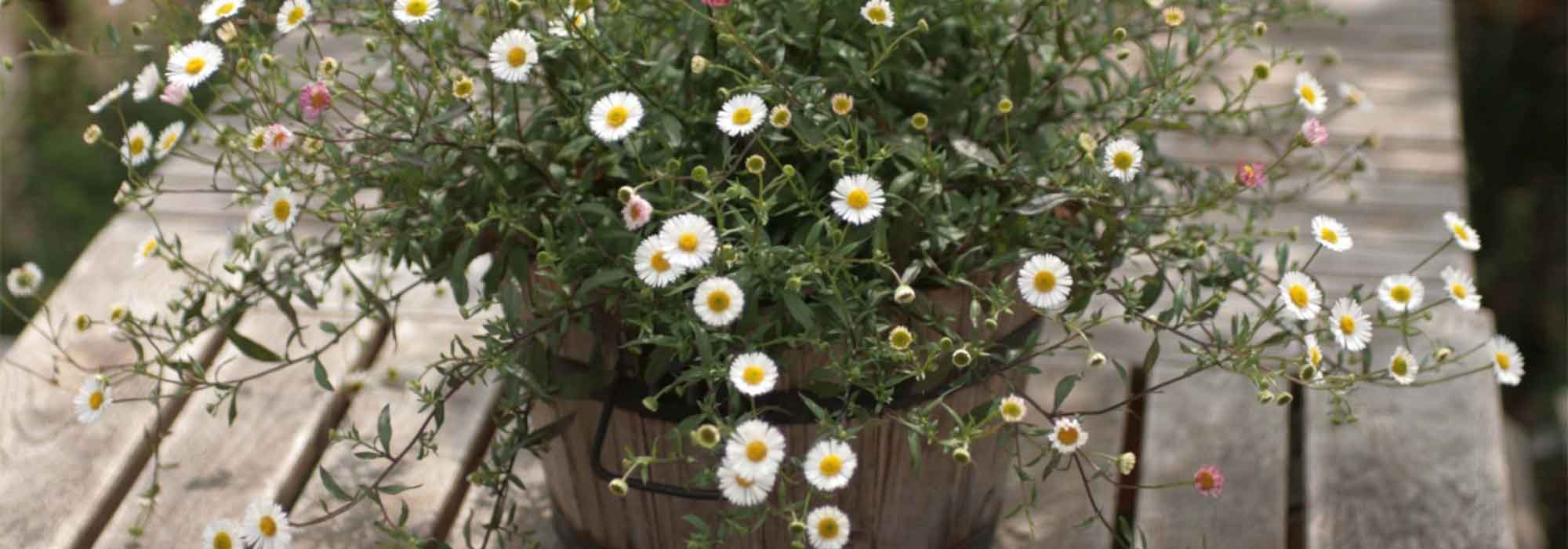 Erigeron: 7 Kombi-Ideen