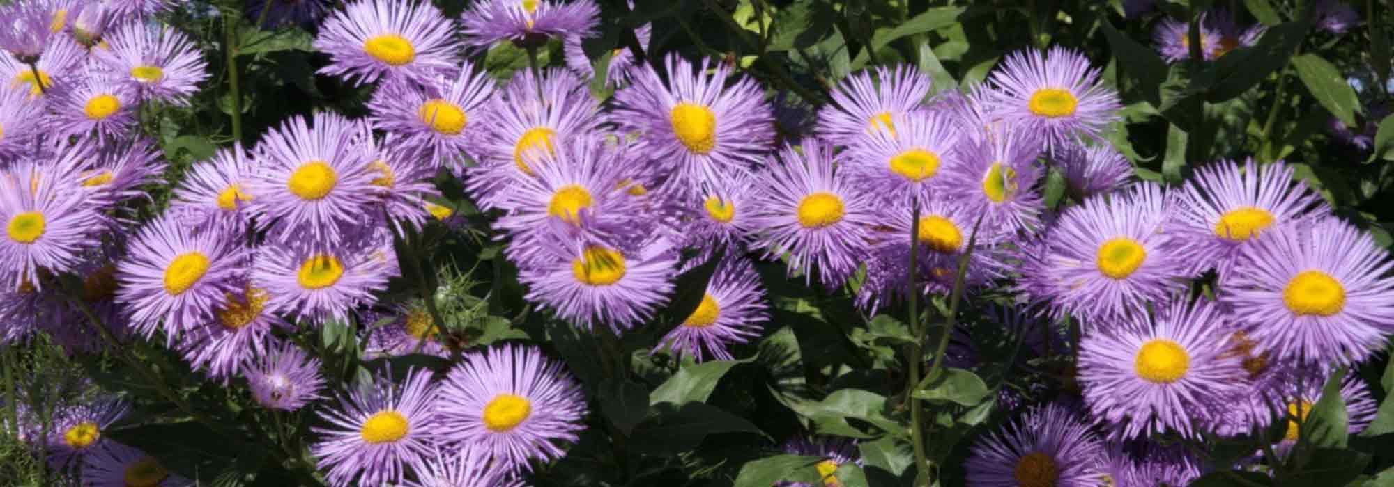 Erigeron im Topf kultivieren