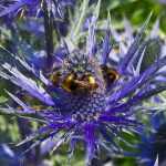 Eryngium vermehren durch Stecklinge