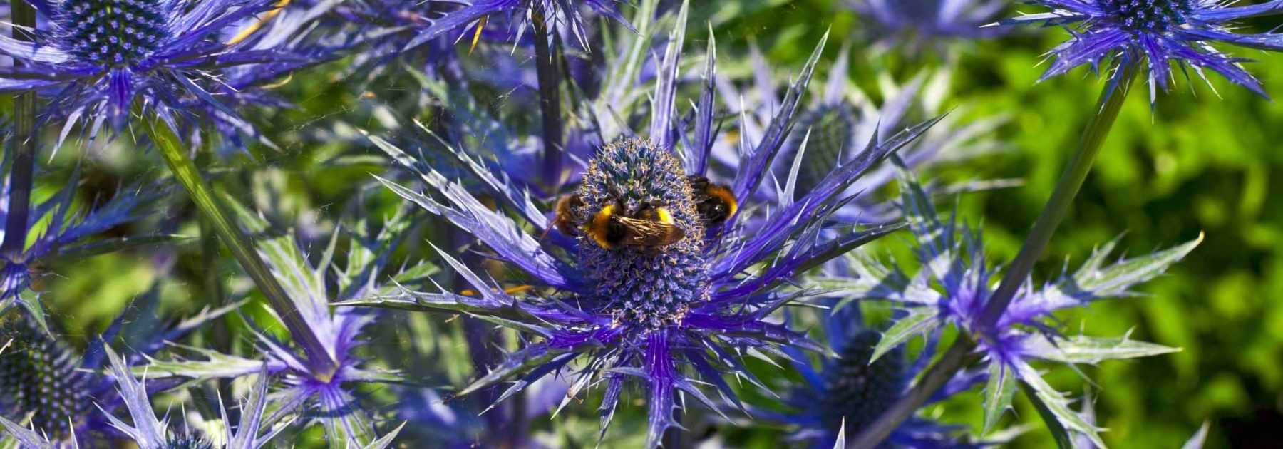 Eryngium vermehren durch Stecklinge