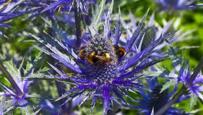 Eryngium vermehren durch Stecklinge