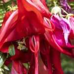 8 Sträucher mit außergewöhnlichen Blüten