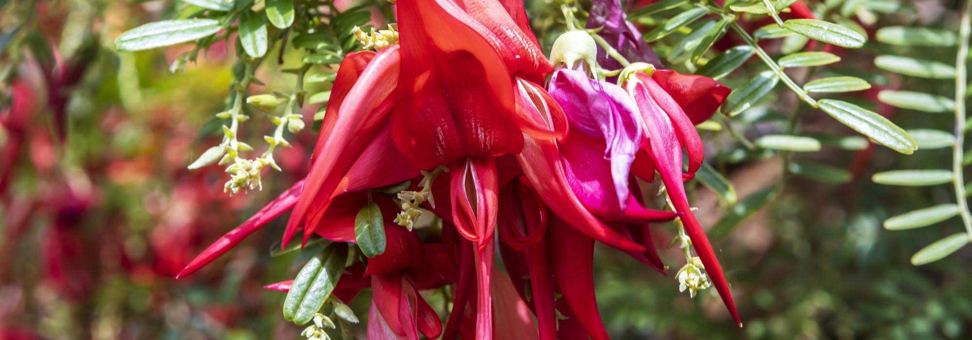 8 Sträucher mit außergewöhnlichen Blüten
