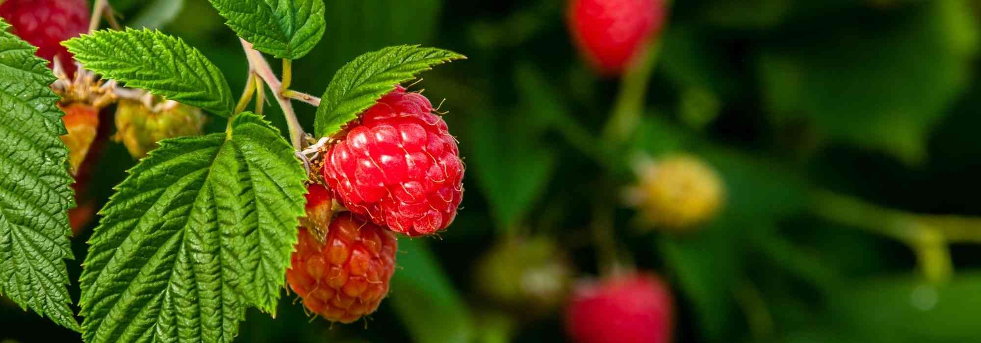 Himbeeren wurzelnackt pflanzen